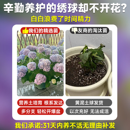 绣球花苗四季盆栽无尽夏小苗庭院开花办公室内花卉绿植物好养易活 - 图0