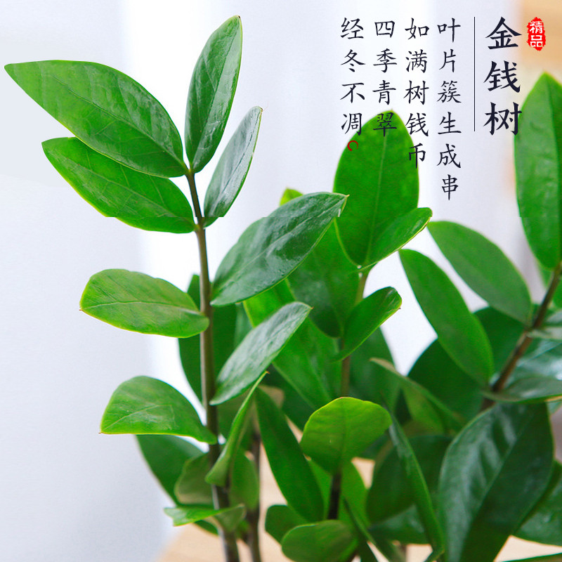 金钱树盆栽客厅大棵摆件圆叶招财旺宅绿植花卉室内水培植物发财树,淘宝优惠券,粉丝福利购,淘宝优惠卷