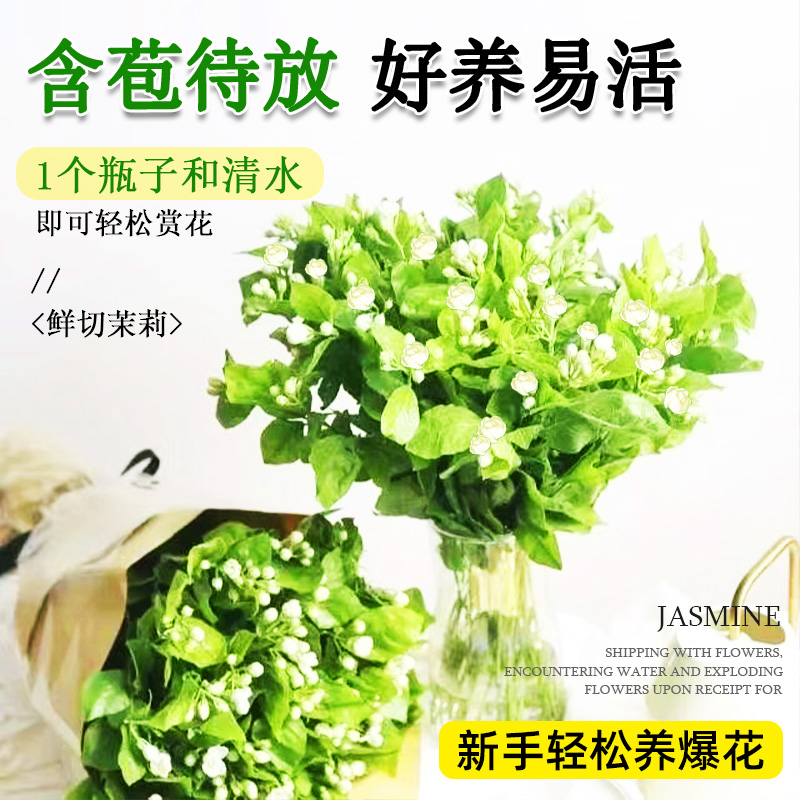 茉莉花鲜花云南基地直发家用插花水培植物鲜切花卉带花苞花束速递 - 图1
