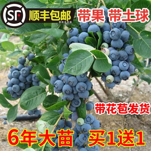 蓝莓树果苗盆栽特大号蓝莓果苗苔藓带果子南北方种植L25果树大全 - 图3