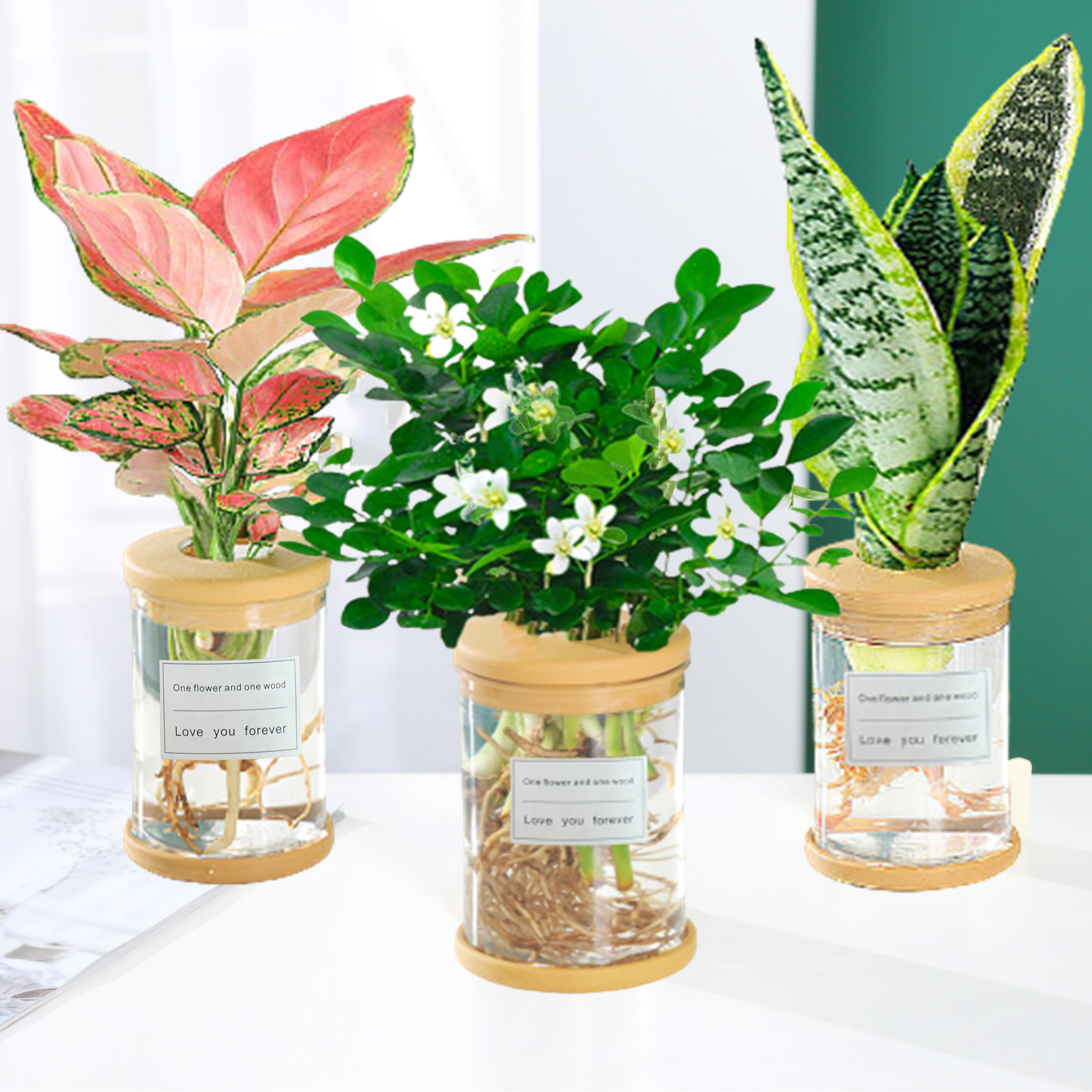 水培植物吉利红发财树绿萝花卉室内盆栽多肉绿植物富贵文竹薄荷养 爱你一万年旗舰店 淘优券