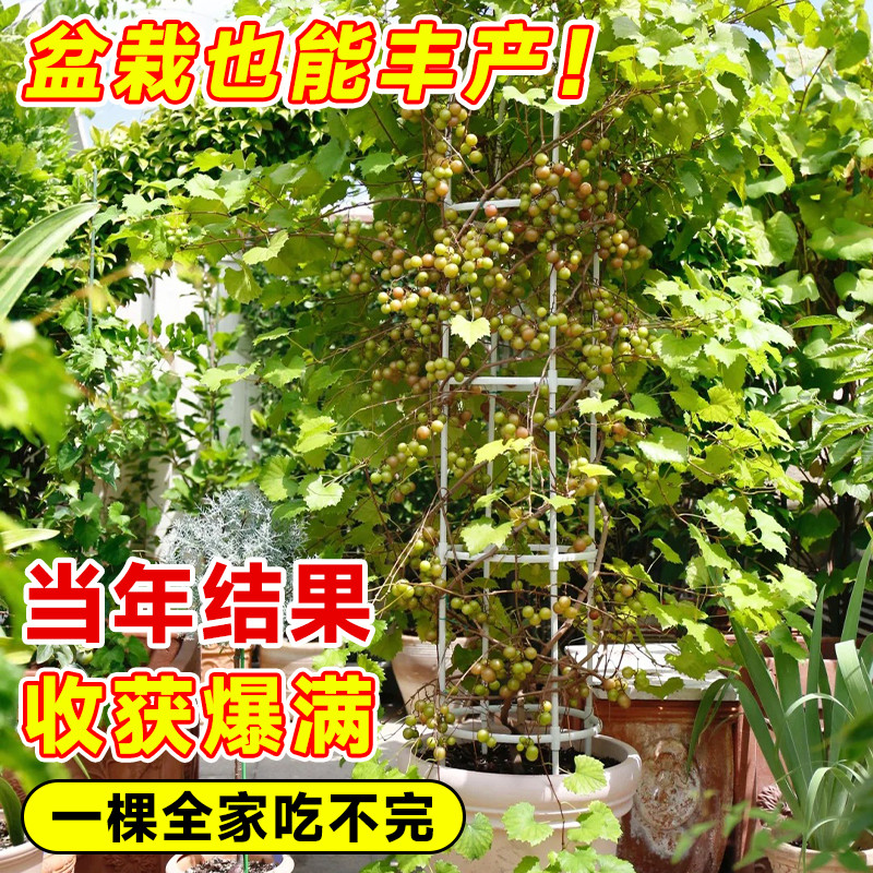 巨峰葡萄树苖苗南北方种植阳光玫瑰庭院盆栽地栽嫁接果树果苗耐寒,淘宝优惠券,粉丝福利购,淘宝优惠卷