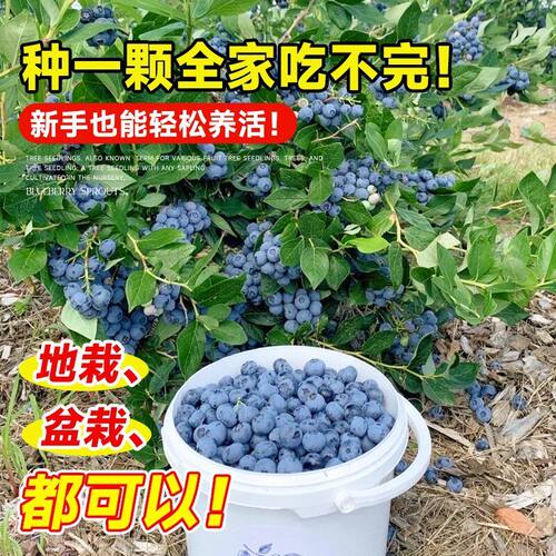 蓝莓树果苗盆栽蓝莓树苗果期带果草莓室内耐寒南北方四季结果 - 图1