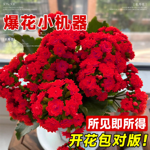 火凤凰长寿花盆栽带花苞重瓣大花花苗四季开花卉绿植名贵品种大全 - 图1