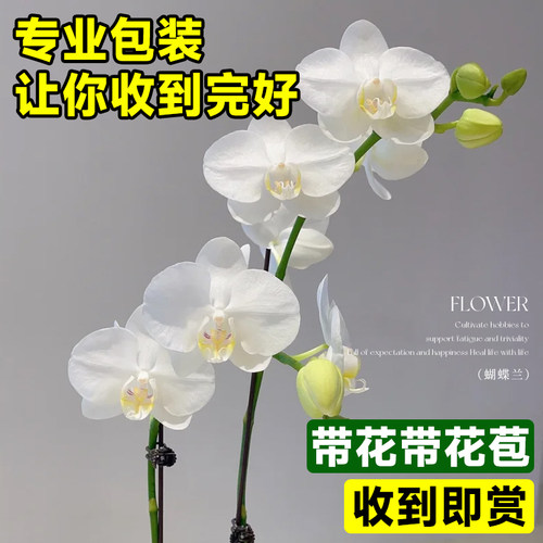 蝴蝶兰盆栽带花苞秋冬耐寒花卉绿植物办公室内客厅四季阳台开花苗 - 图1