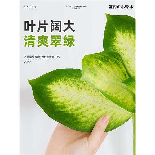 玛丽安盆栽万年青好养水培植物室内富贵竹四季客厅好养活净化空气 - 图3