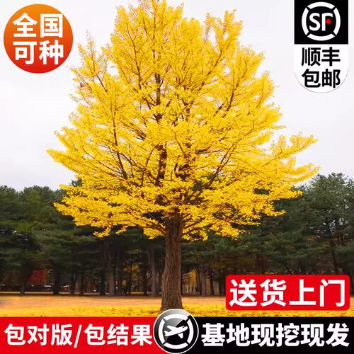 银杏树活苗带土大苗盆栽金叶银杏树桩庭院别墅南北方种植工程好养 - 图0