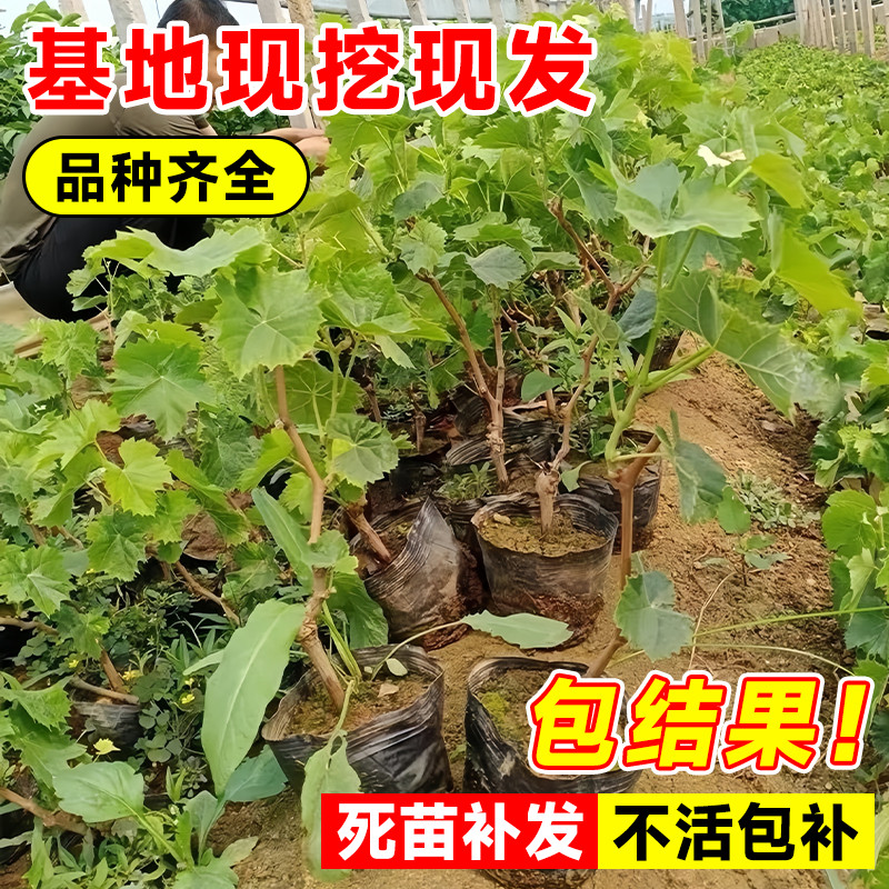 巨峰葡萄树苖苗南北方种植阳光玫瑰庭院盆栽地栽嫁接果树果苗耐寒,淘宝优惠券,粉丝福利购,淘宝优惠卷