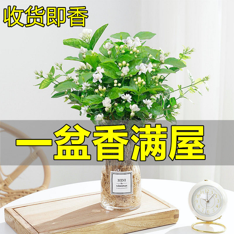 水培带花苞四季开花水培室内茉莉花 爱你一万年花卉