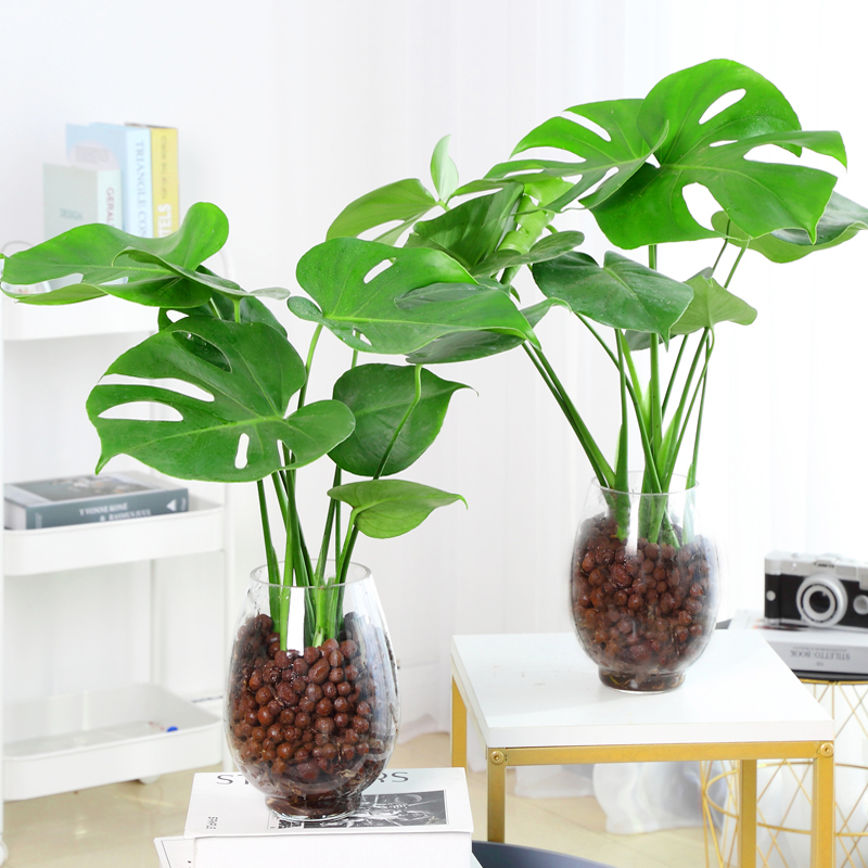 龟背竹大型绿植室内客厅大叶吸甲醛 爱你一万年绿植