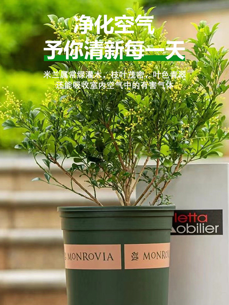  爱你一万年花卉