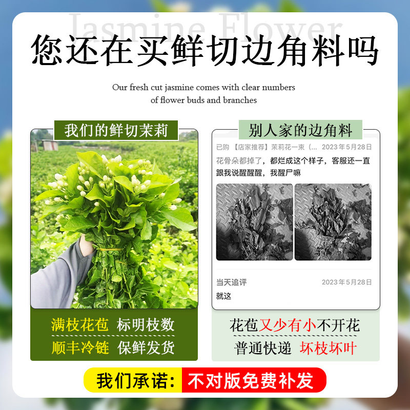 水培茉莉花鲜切花束云南基地直发家用插花卉盆栽室内绿植物四季开,淘宝优惠券,粉丝福利购,淘宝优惠卷
