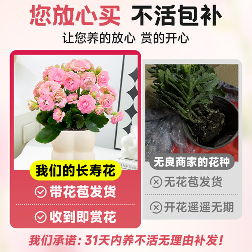 新品长寿花盆栽带花苞四季开花室内花卉绿植办公室桌面重瓣大花苗 - 图0