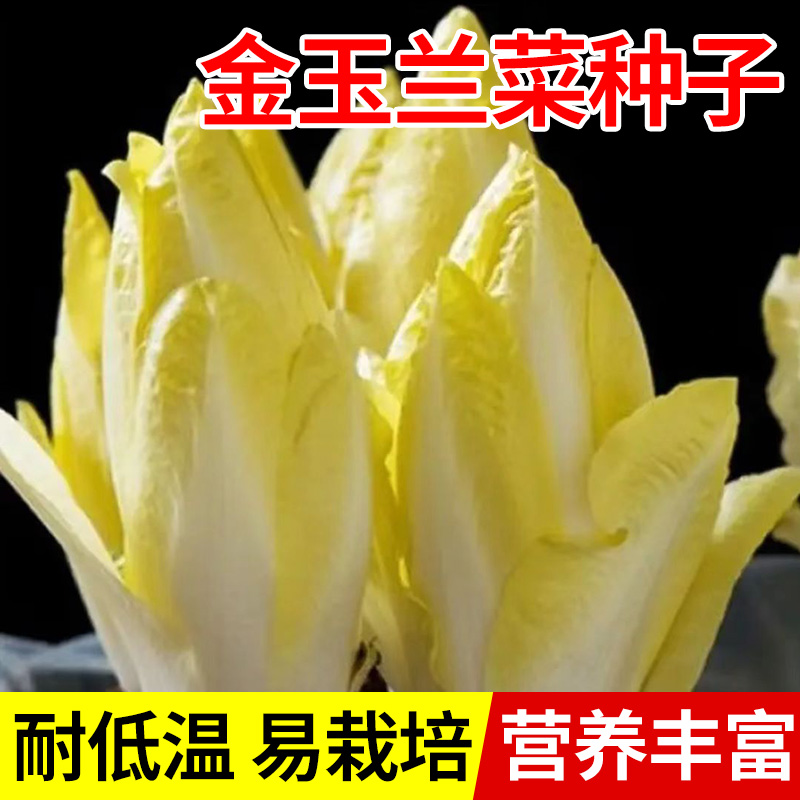 9.9元3包金玉兰菜种子种籽根苗多年生比利时软化紫菊苣生菜籽盆栽 - 图3