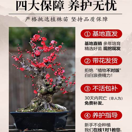 原生红梅花盆栽树苗老桩盆景阳台庭院绿植物浓香花卉耐寒四季腊梅 - 图3