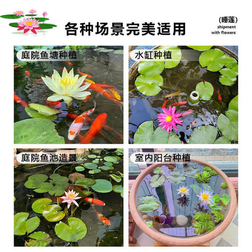睡莲水培植物四季水养荷花水莲花盆栽花卉水池塘大睡莲根块带花苞 - 图3