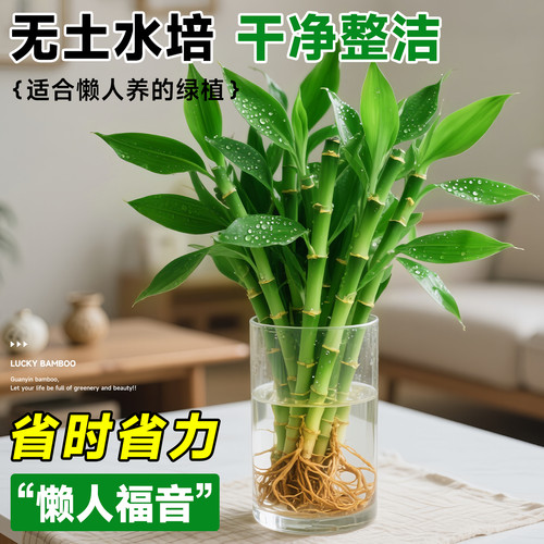 文昌竹水培植物桌面绿植室内好养富贵竹客厅招财竹子盆栽步步高升 - 图0