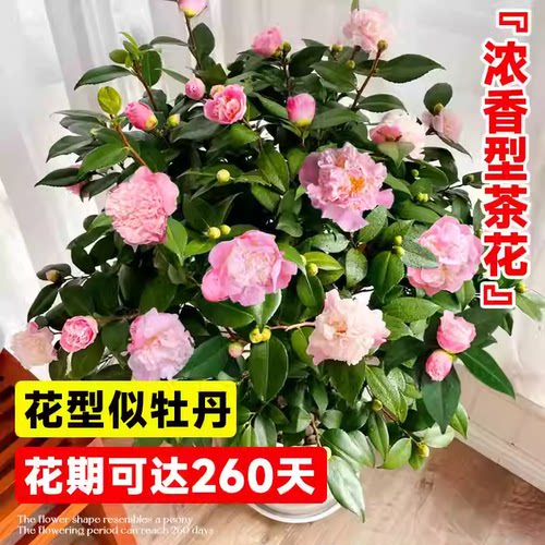 茶花树苗四季香妃开花卉盆栽易活山茶花带花苞特大号庭院耐寒耐冬 - 图1