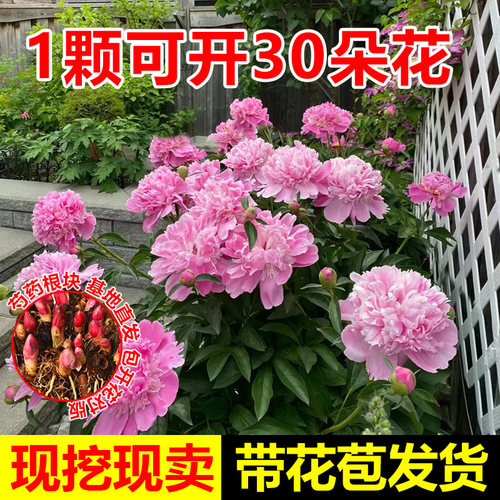 芍药花苗根块四季开花易活多年生带芽根块重瓣花卉阳台庭院种植。 - 图0