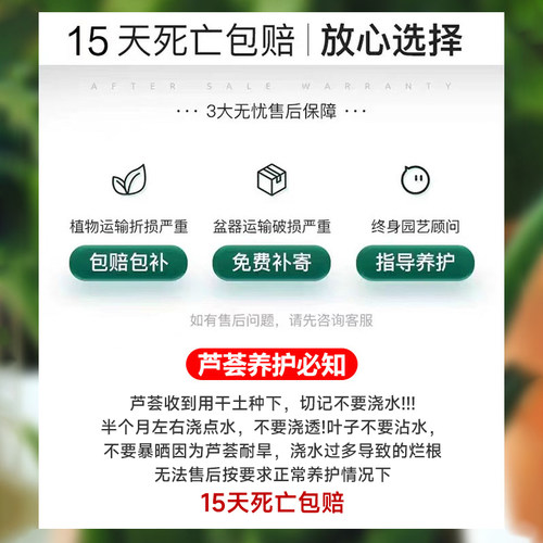 芦荟盆栽室内除甲醛净化空气绿植物办公桌多肉四季好养花卉仙人掌 - 图3