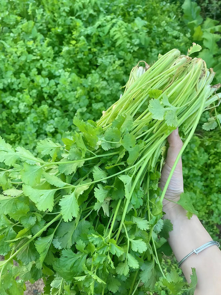 大叶香菜种籽子四季可种耐寒耐抽苔蔬菜种秋冬老香菜籽种孑大全 - 图3