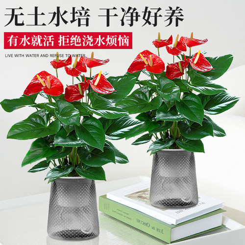 水培红掌大叶大花鸿运当头盆栽过年宵花卉绿植物室内好养一帆风顺 - 图2