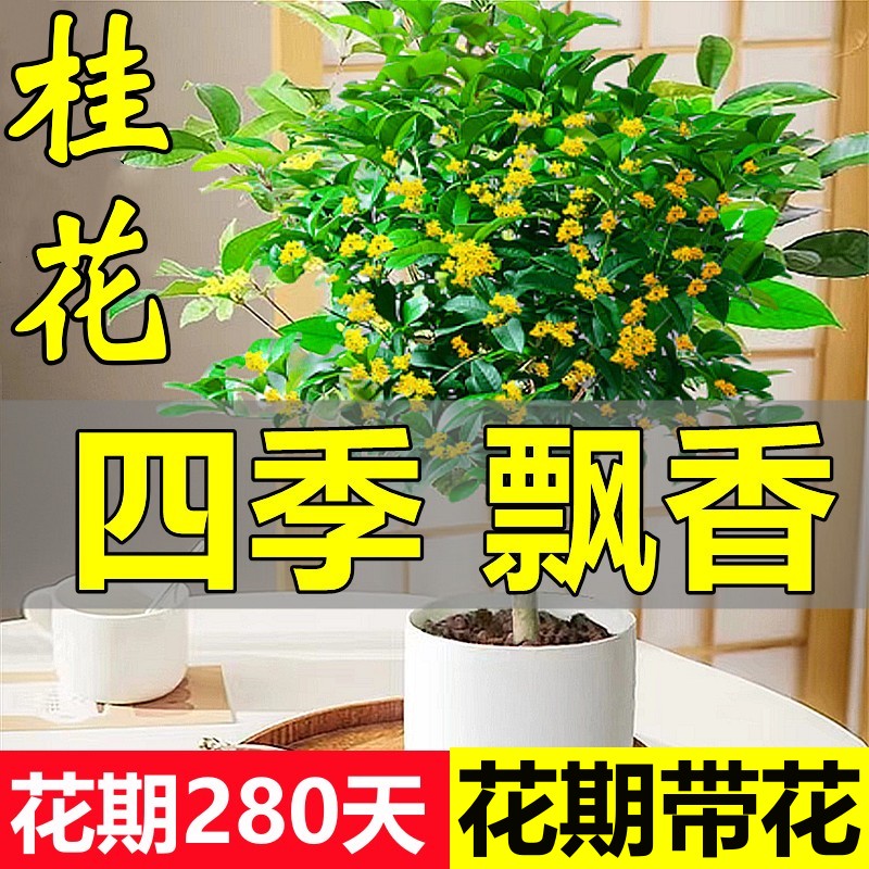 桂花树苗盆栽可食用金桂四季桂开花不断室内外阳台庭院浓香型花卉 - 图0