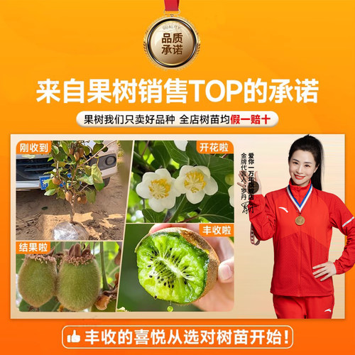 猕猴桃树果苗红心软枣猕猴桃苗徐香嫁接南北方种植庭院水果树果苗 - 图3
