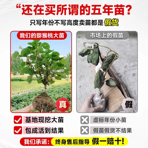 猕猴桃树果苗红心软枣猕猴桃苗徐香嫁接南北方种植庭院水果树果苗 - 图0