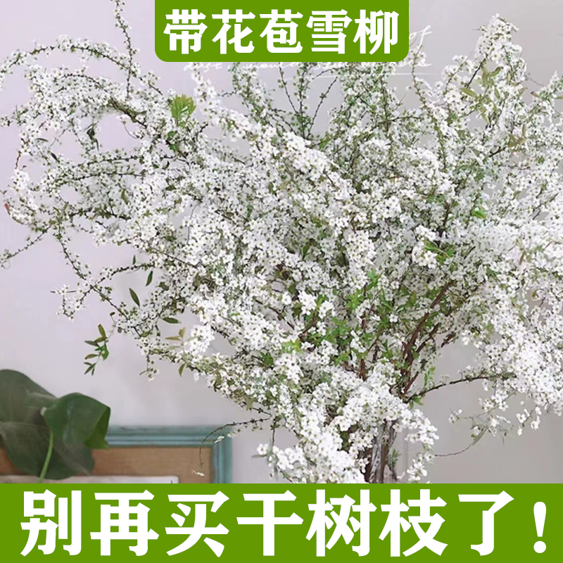 雪柳鲜枝带芽花苞水培植物干枝水养花卉室内插花龙柳干支鲜切云南-图0