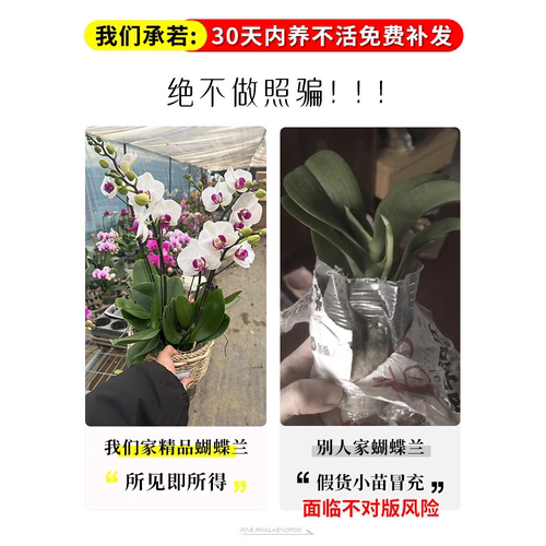 蝴蝶兰花苗带花苞盆栽客厅兰花室内植物花卉四季好养活石斛兰绿植 - 图1