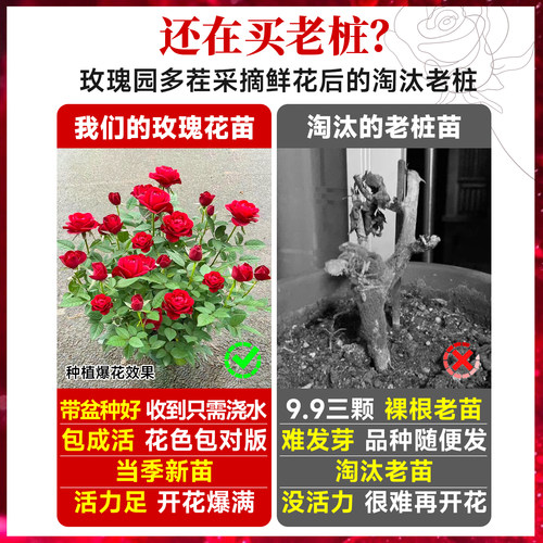 玫瑰花苗浓香特大花带花苞花卉绿植物室内外庭院阳台盆栽蔷薇月季 - 图0
