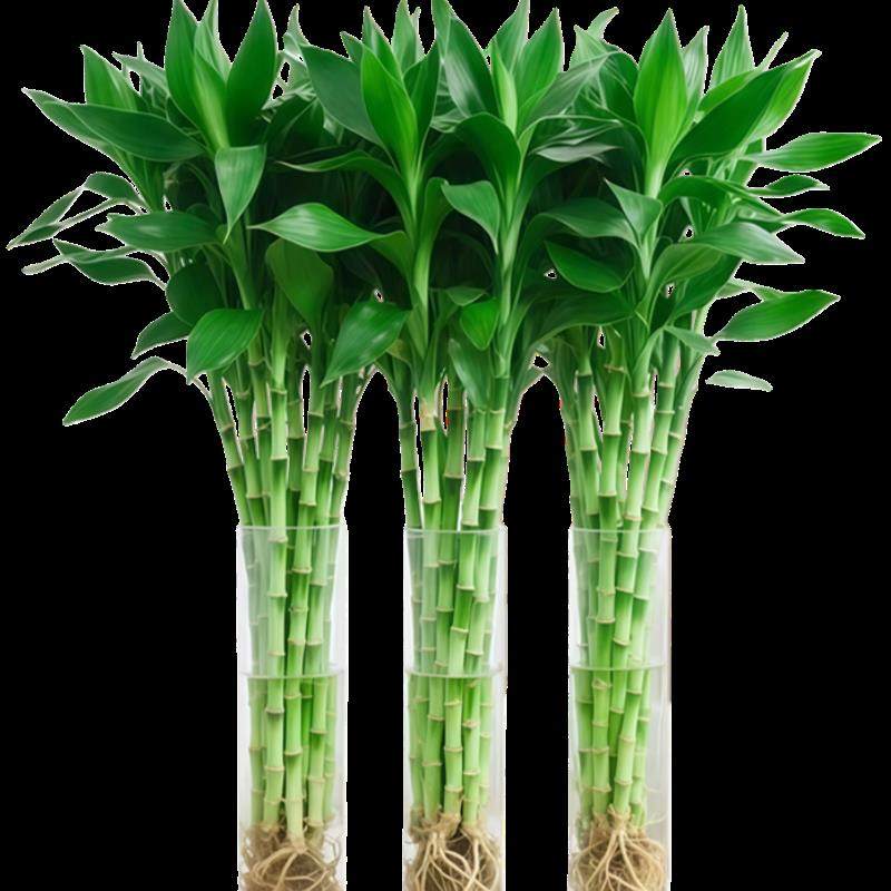 带根富贵竹水培植物客厅招财花卉绿植室内盆栽水养活转运竹文昌竹,淘宝优惠券,粉丝福利购,淘宝优惠卷
