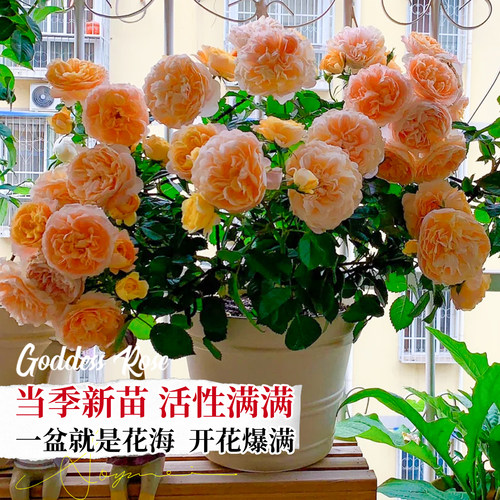 玫瑰花苗浓香特大花带花苞花卉绿植物室内外庭院阳台盆栽蔷薇月季 - 图3