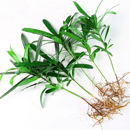九里香盆栽花卉袖珍椰子竹柏水培植物室内好养桌面创意绿植吉利红 - 图2