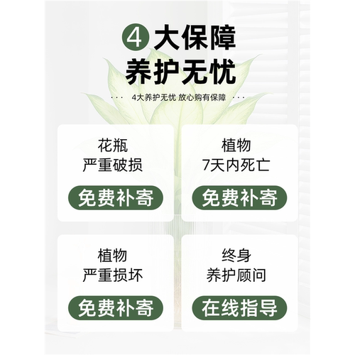 玛丽安盆栽万年青好养水培植物室内富贵竹四季客厅好养活净化空气 - 图2