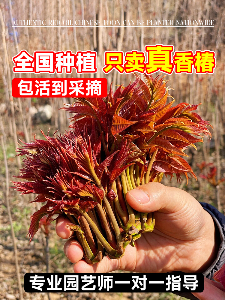 红油香椿树苖正宗矮化食用香春树苗老桩四季南方种植地载盆栽四季 - 图2