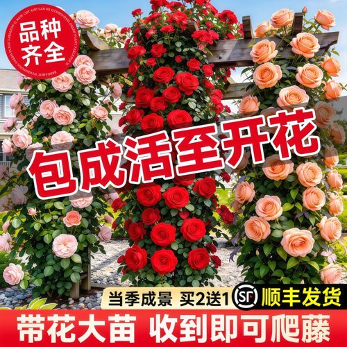 爬墙蔷薇花苗爬藤四季开花卉特大花浓香型月季盆栽室外植物老桩 - 图2