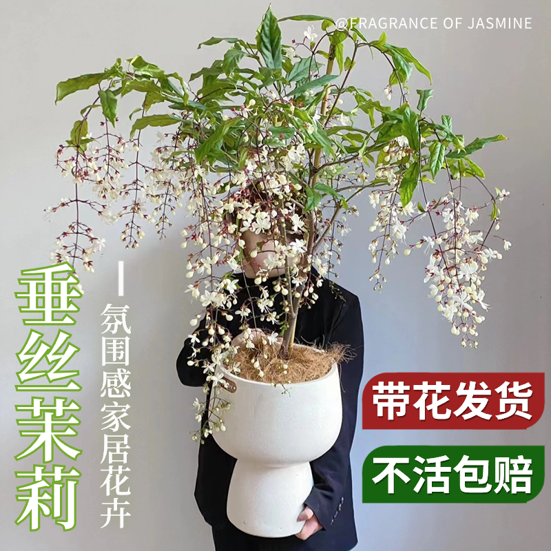  爱你一万年花卉