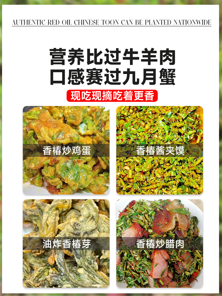 红油香椿树苖正宗矮化食用香春树苗老桩四季南方种植地载盆栽四季 - 图3