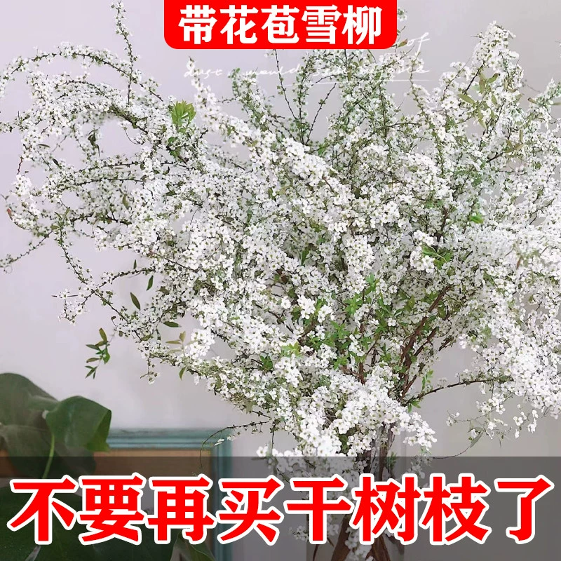 雪柳鲜枝带芽花苞水培植物干枝水养花卉室内插花龙柳干支鲜切云南-图1