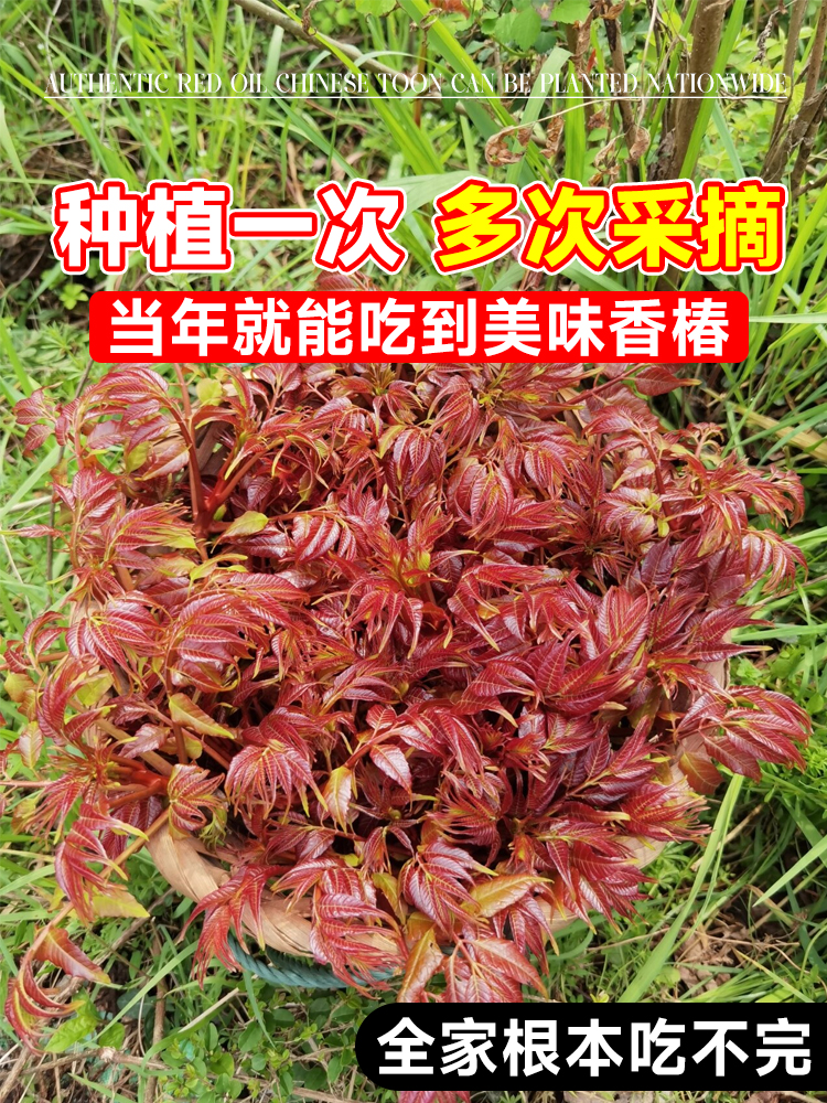 红油香椿树苖正宗矮化食用香春树苗老桩四季南方种植地载盆栽四季 - 图1