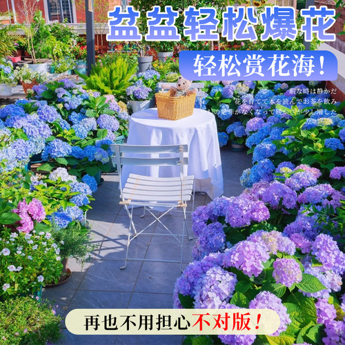 绣球花苗植物无尽夏开花好养的花四季不断盆栽花卉植物室内易养活 - 图2