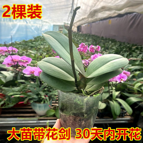 蝴蝶兰花苗盆栽带花剑花苞大苗花卉植物室内绿植四季开花水培植物 - 图0