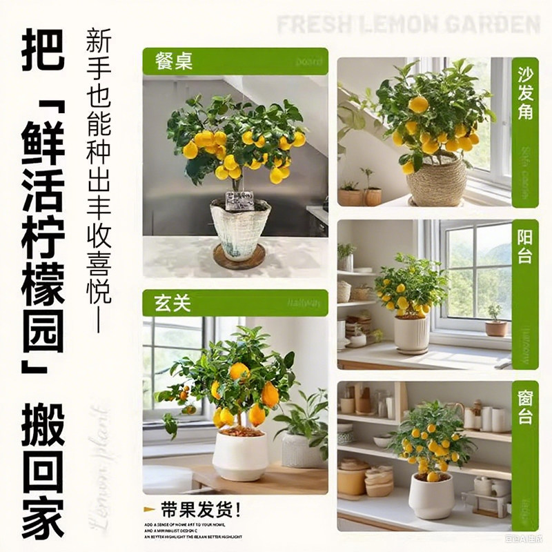 香水柠檬树盆栽带果室内阳台种植物可食用四季好养绿植柠檬树果苗,淘宝优惠券,粉丝福利购,淘宝优惠卷