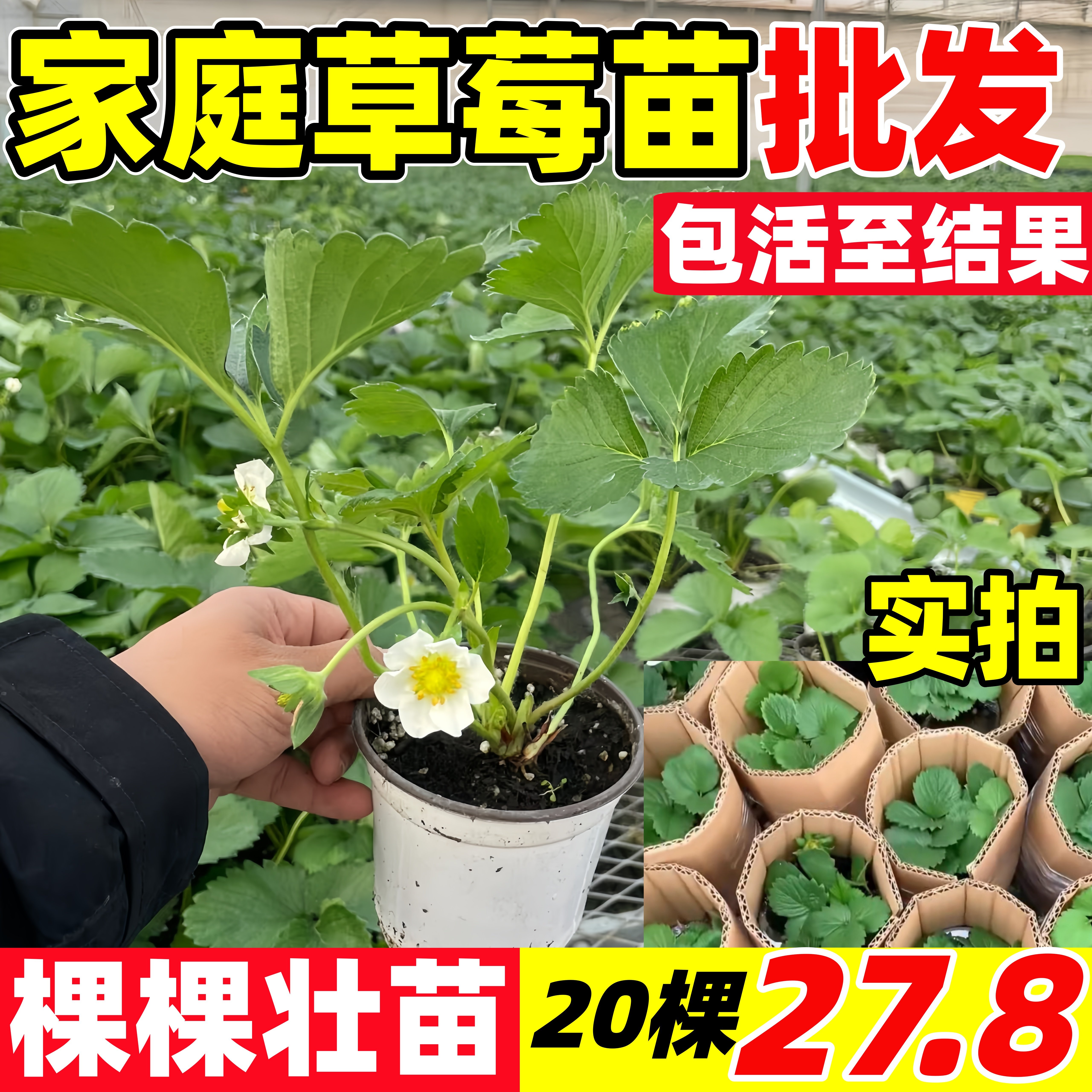 草莓苗批发新奶油草莓苗秧四季结果盆栽特大号丹东99玄玉红颜果树,淘宝优惠券,粉丝福利购,淘宝优惠卷
