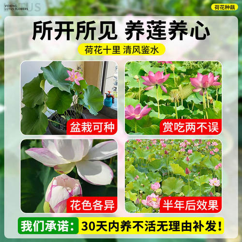 荷花种藕盆栽观赏水养莲花缸栽莲藕根苗池塘碗莲睡莲花卉水生植物 - 图3