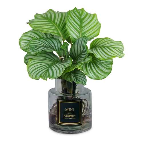 Гидропоновое зеленое яблоко, таро завода в помещении гостиной гостиной