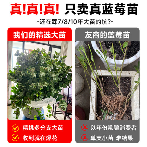 蓝莓树果苗盆栽特大号蓝莓果苗苔藓带果子南北方种植L25果树大全 - 图1