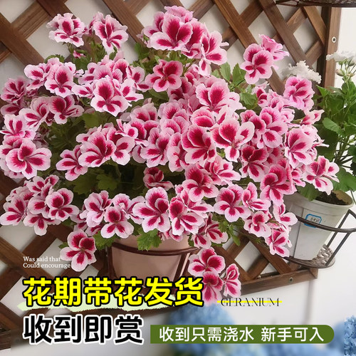 重瓣天竺葵盆栽花苗大花四季花不断洋绣球苗室内阳台好养的开花卉 - 图2